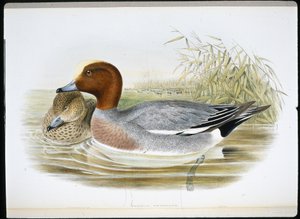 Widgeon (Mareca Penelope) (håndfarget litho) av John (after) Gould