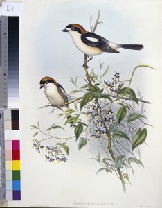 Woodchat Shrike (Enneoctonus Rufus) (håndfarget litho) av John (after) Gould