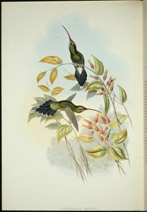 Yarquian Eremitt (Phaerthornis Yarugui) (håndfarget litho) av John (after) Gould