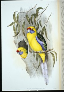 Gulmaget parakitt (platycercus flaviventris) (håndfarget litho) av John (after) Gould