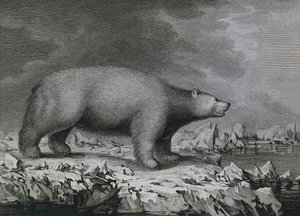 Isbjørn, gravering av Peter Mazel etter tegning av John Webber (1750-1793) laget under James Cooks tredje seilas