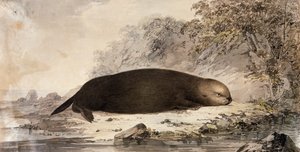 Sea Otter, gravering etter tegning av John Webber (1750-1793) laget under James Cooks tredje seilas