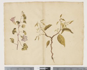 F.13 Ipomea Pes, geit; Celtis paniculata, ca. 1790-95 (akvarell og blekk på papir)