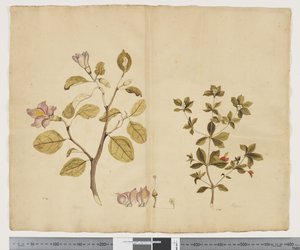 F.15 Lagunaria Patersonia; Alyxia gynopogon, ca. 1790-95 (akvarell og blekk på papir)