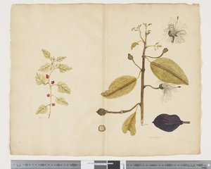 F.18 Tetragonia impleksikom; Caparis nobilis 