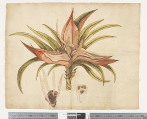 F.1 Freycinetia baueriana, ca. 1790-95 (akvarell og blekk på papir)