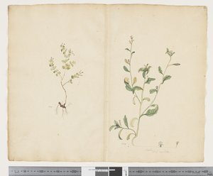 F.25 Euphorbia sparrmannii; Lobelia alata, ca. 1790-95 (akvarell og blekk på papir)