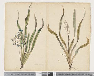 F.29 Dianella intermedia, ca. 1790-95 (akvarell og blekk på papir)