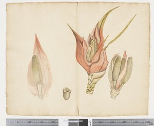 F.33 Freycinetia baueriana, ca. 1790-95 (blekk og akvarell på papir)