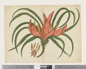 F.36 Freycinetia baueriana, ca. 1790-95 (akvarell og blekk på papir)