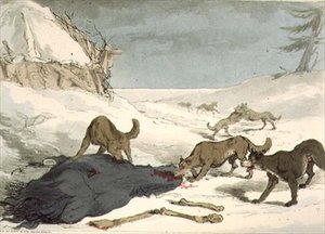 The Wolf Hunt, plate 74 fra bind III av 