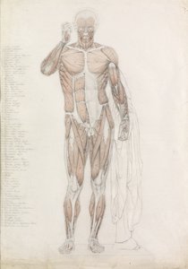 Anatomisk studie: Menneskelig muskulatur, i Contrapposto av John Bathe