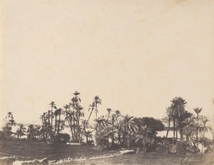Studie av palmetrær, Nilens bredder, Kalabschi, 1853-54.