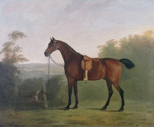 En Bay Hunter i et landskap
