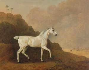 En grå arabisk hingst i et ørkenlandskap