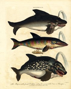 Delfinarter - Niser og Spekkhoggere av John Chapman