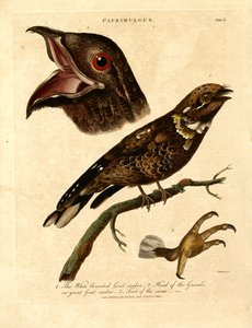 Nattsjakk (Caprimulgus) av John Chapman