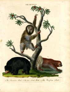 Dovendyr - Bradypus av John Chapman