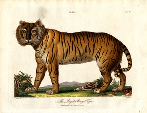 Den kongelige bengalske tigeren (Felis Tigris) av John Chapman