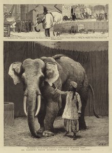 Mr Barnums hvite burmesiske elefant Toung Taloung