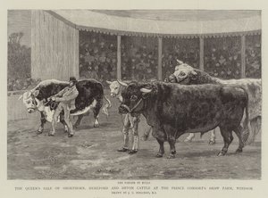 Dronningens salg av Shorthorn, Hereford og Devon Cattle på Prince Consort's Shaw Farm, Windsor av John Charles Dollman
