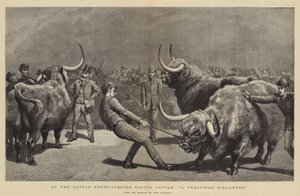 På Cattle Show, dømme Scotch Cattle, A Fractious Hielander