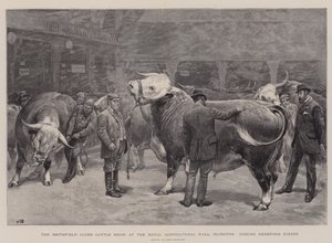 Smithfield Club's Cattle Show i Royal Agricultural Hall, Islington, dømte Hereford Steers