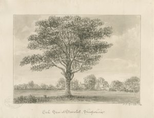 Boscobel - The Royal Oak: sepia-tegning, 1820 av John Chessell Buckler