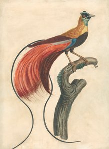 Rødpløyet paradisfugl (Paradise Apoda Raggiana), Sørøst-New Guinea