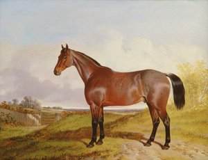 Studie av en Bay Hunter i et landskap, 1854
