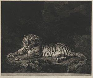 En Tigress av John Dixon after George Stubbs
