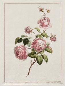 En samling av blomster tegnet etter naturen - Cabbage Province Rose