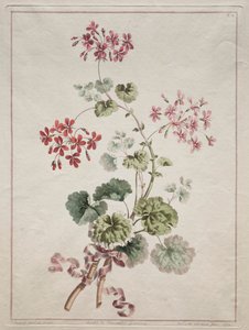 A Collection of Flowers Drawn from Nature:  No. 6 - Scarlet and Variegated Geranium   1305060   no       norwegian Successfully Translated  Original: Slapende herderin en slapende Amor Translat: Slapende herderin en slapende Amor 1368545 no norwegian Succe av John Edwards