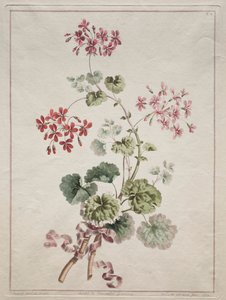 En samling av blomster hentet fra naturen: nr. 6 - Scarlet and Variegated Geranium, 1801. av John Edwards