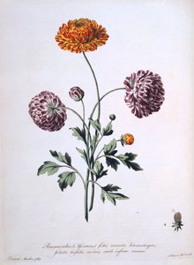 Ranunculus, illustrasjon fra 