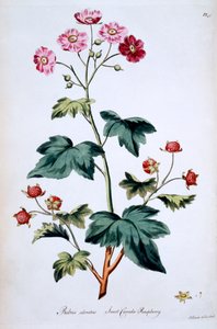 Sweet Canada Raspberry [Rubus odoratus], illustrasjon fra 'The British Herbal' av John Edwards, publisert mars 1770