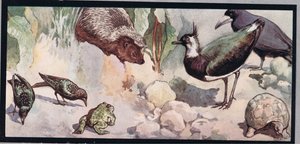 Wildlife, illustrasjon fra 