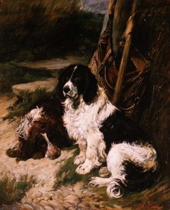 Brun og hvit og svart og hvit spaniel
