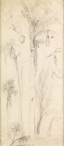 Palmetrær (blyant på papir) av John Everett Millais