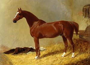 A Bay Racehorse in a Stall, 1843 av John Frederick Herring Senior