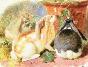 En studie av tre kaniner med slynget øre av John Frederick Herring Senior