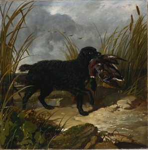 En irsk vannspaniel som henter en stokkanddrake, 1849 av John Frederick Herring Senior