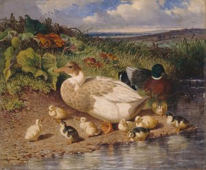 Enten an einem Bach von John Frederick Herring Snr