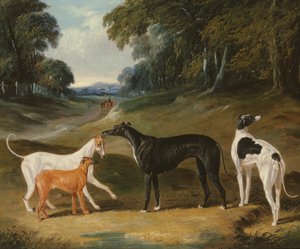 Greyhounds, 'Spot', 'Skylark', 'Nettle' og 'Sky' av John Frederick Herring Senior