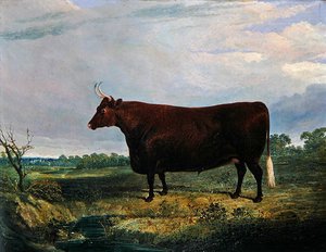 Portrett av en brun okse av John Frederick Herring Senior