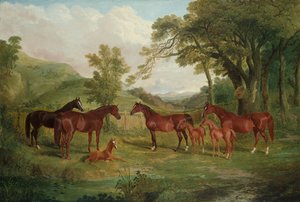 Streatlam-studen, hopper og føll, 1836