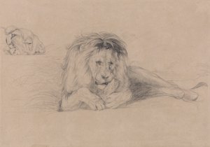 Studie av en løve og studie av en løvinnes hode av John Frederick Lewis