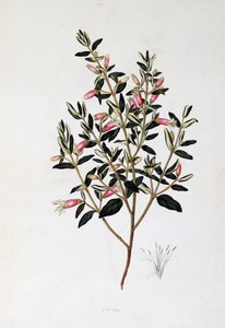 Correa Reflexa, tegning av John Frederick Miller (1759-1796)