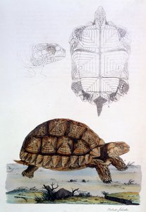 Testudo Sulcata, 1796 (håndfarget gravering)