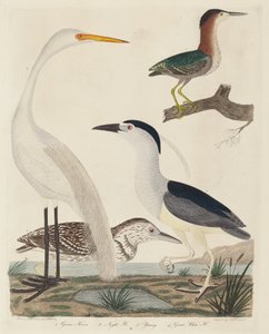 Green Heron, Night Heron, Young Heron og Great White Heron, utgitt 1808-1814. av John G. Warnicke